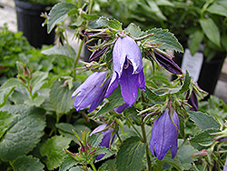 Purple Sensation Bellflower (Campanula 'Purple Sensation') at Lakeshore Garden Centres