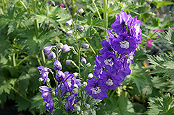 Aurora Light Purple Larkspur (Delphinium 'Aurora Light Purple') at A Very Successful Garden Center