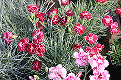 Rosish One Pinks (Dianthus 'Rosish One') at A Very Successful Garden Center