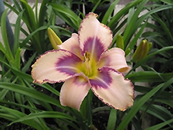 Destined To See Daylily (Hemerocallis 'Destined To See') at Lakeshore Garden Centres