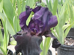 Black Flag Iris (Iris 'Black Flag') at Stonegate Gardens