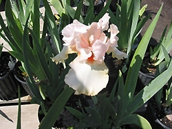 Minnesota Dream Iris (Iris 'Minnesota Dream') at A Very Successful Garden Center