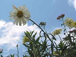Sunshine Shasta Daisy (Leucanthemum x superbum 'Sonnenschein') at A Very Successful Garden Center