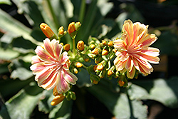 Sunset Group Bitterroot (Lewisia cotyledon 'Sunset Group') at A Very Successful Garden Center