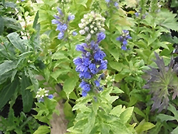 Blue Select Cardinal Flower (Lobelia siphilitica 'Blue Select') at A Very Successful Garden Center