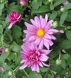 Cecilia Chrysanthemum (Chrysanthemum 'Cecilia') at A Very Successful Garden Center