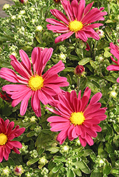 Natasha Chrysanthemum (Chrysanthemum 'Natasha') at A Very Successful Garden Center