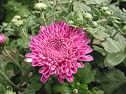 Debonair Chrysanthemum (Chrysanthemum 'Debonair') at A Very Successful Garden Center