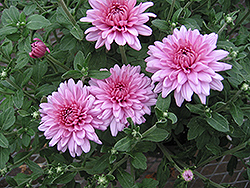 Emily Chrysanthemum (Chrysanthemum 'Emily') at A Very Successful Garden Center