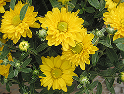Golden Grace Chrysanthemum (Chrysanthemum 'Golden Grace') at A Very Successful Garden Center