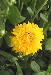 Legend Chrysanthemum (Chrysanthemum 'Legend') at Stonegate Gardens