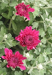 Rhapsody Chrysanthemum (Chrysanthemum 'Rhapsody') at A Very Successful Garden Center