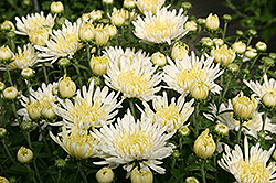 Tiffany Chrysanthemum (Chrysanthemum 'Tiffany') at Lakeshore Garden Centres