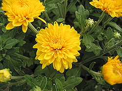 Yellow Ginger Chrysanthemum (Chrysanthemum 'Yellow Ginger') at A Very Successful Garden Center