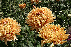 Homecoming Chrysanthemum (Chrysanthemum 'Homecoming') at A Very Successful Garden Center