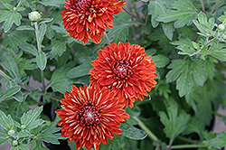 Minnautumn Chrysanthemum (Chrysanthemum 'Minnautumn') at A Very Successful Garden Center