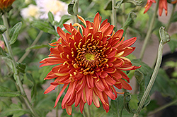 Torchsong Chrysanthemum (Chrysanthemum 'Torchsong') at Stonegate Gardens