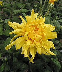 Yellow Giant Chrysanthemum (Chrysanthemum 'Yellow Giant') at A Very Successful Garden Center