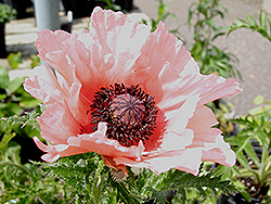 Clochard Poppy (Papaver orientale 'Clochard') at A Very Successful Garden Center