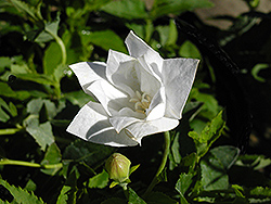Hakone Double White Balloon Flower (Platycodon grandiflorus 'Hakone Double White') at Lakeshore Garden Centres
