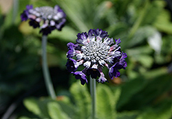 Drumstick Primrose (Primula capitata 'Salvana') at A Very Successful Garden Center