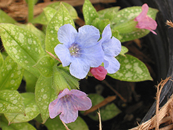 Baby Blue Lungwort (Pulmonaria 'Baby Blue') at A Very Successful Garden Center