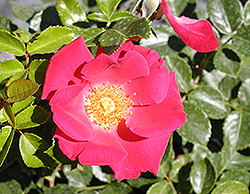 Golden Eye Rose (Rosa 'Golden Eye') at Lakeshore Garden Centres