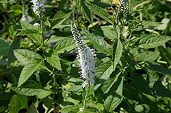 White Icicles Speedwell (Veronica spicata 'White Icicles') at Stonegate Gardens