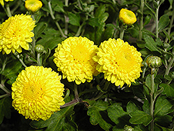 Happy Face Chrysanthemum (Chrysanthemum 'Happy Face') at A Very Successful Garden Center