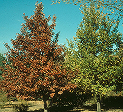 Prairie Stature Oak (Quercus x bimundorum 'Midwest') at A Very Successful Garden Center