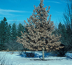Prairie Stature Oak (Quercus x bimundorum 'Midwest') at A Very Successful Garden Center