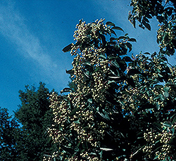 Snow Mantle Dogwood (Cornus racemosa 'Jade') at Stonegate Gardens