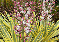 Bright Star Yucca (Yucca gloriosa 'Walbristar') at A Very Successful Garden Center