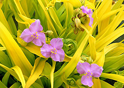 Sunshine Charm Spiderwort (Tradescantia x andersoniana 'Sunshine Charm') at Lakeshore Garden Centres