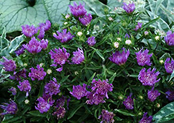 Purple Pixie Aster (Stokesia laevis 'Purple Pixie') at A Very Successful Garden Center