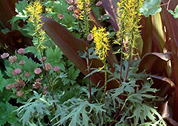 Dragon's Breath Rayflower (Ligularia przewalskii 'Dragon's Breath') at A Very Successful Garden Center