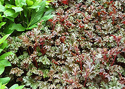 Cafe Ole Coral Bells (Heuchera 'Cafe Ole') at A Very Successful Garden Center