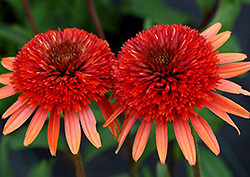 Coral Reef Coneflower (Echinacea 'Coral Reef') at A Very Successful Garden Center