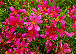 Strawberry Punch Tickseed (Coreopsis 'Strawberry Punch') at Lakeshore Garden Centres