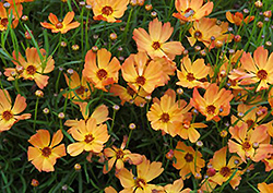 Mango Punch Tickseed (Coreopsis 'Mango Punch') at A Very Successful Garden Center