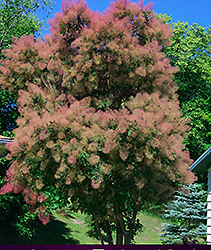 Cotton Candy American Smoketree (Cotinus obovatus 'Cotton Candy') at Schulte's Greenhouse & Nursery