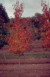Beethoven Amur Maple (Acer ginnala 'Beethoven') at Lakeshore Garden Centres