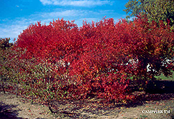 Campfire Amur Maple (Acer ginnala 'Campzam') at Lakeshore Garden Centres