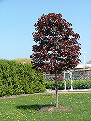 Conquest Norway Maple (Acer platanoides 'Conzam') at Lakeshore Garden Centres