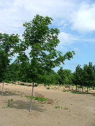 Fiddler's Creek Sugar Maple (Acer saccharum 'Fidcrezam') at Lakeshore Garden Centres
