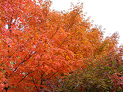Fiddler's Creek Sugar Maple (Acer saccharum 'Fidcrezam') at Stonegate Gardens