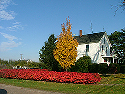 Fireball Red Maple (Acer rubrum 'Firzam') at Lakeshore Garden Centres