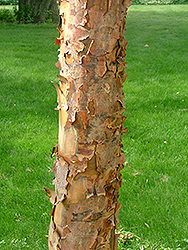 Gingerbread Paperbark Maple (Acer 'Gingerbread (clump)') at Lakeshore Garden Centres