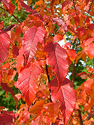 Mozart Amur Maple (Acer ginnala 'Mozam') at Lakeshore Garden Centres