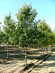 St. Gregory Hedge Maple (Acer campestre 'Stgrezam') at Lakeshore Garden Centres